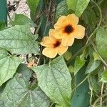 Thunbergia alataLorea