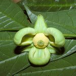 Cymbopetalum brasiliense 花