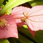 Dalechampia spathulata फूल