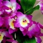 Dendrobium nobile Flower