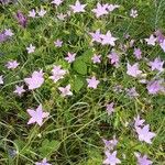 Campanula patula Habit