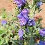 Echium vulgareफूल