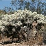 Cylindropuntia echinocarpa ᱛᱟᱦᱮᱸ