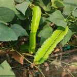 Psophocarpus tetragonolobus Leaf