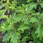 Hydrangea quercifolia Vivejo