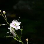 Veronica urticifolia 花