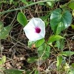 Ipomoea squamosa Λουλούδι