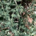 Asparagus acutifolius List