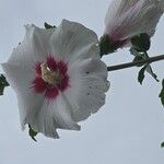 Hibiscus syriacusLorea