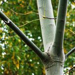 Eucalyptus pauciflora बार्क (छाल)