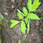Solanum pimpinellifolium Folha