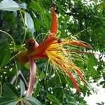 Adansonia za Flower