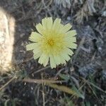 Pilosella castellana Flor