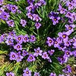 Sisyrinchium angustifolium Цветок