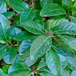 Viburnum odoratissimum Blad