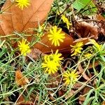 Senecio inaequidens Habit