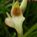 Serapias lingua Flor
