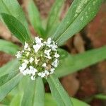 Mitracarpus hirtus Leaf