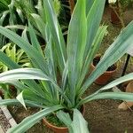 Beschorneria yuccoides Hábito