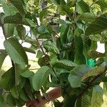Alnus acuminata Fruit