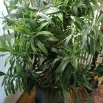 Dracaena angustifolia برگ