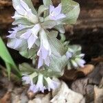 Obolaria virginica Fiore