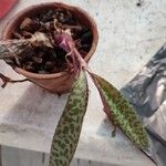 Ledebouria socialis Blad