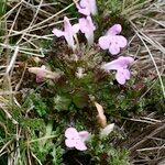 Pedicularis sylvatica Habit