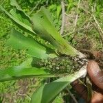 Chlorophytum stenopetalum Leaf
