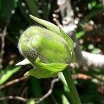 Abelmoschus moschatus Leaf