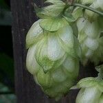 Humulus lupulusPlod