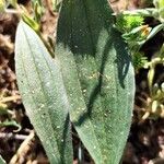 Plantago argentea Likasa