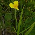 Ranunculus lingua Цветок