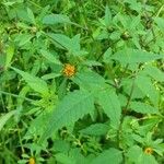 Bidens frondosa Leaf