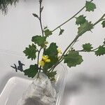 Goodenia hederacea Yaprak
