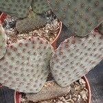 Opuntia macrocentra List