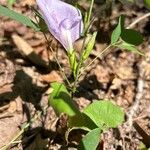 Clitoria mariana Kůra