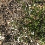 Stenaria nigricans Flower