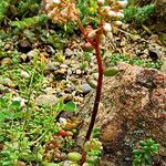 Sedum anglicum Flors