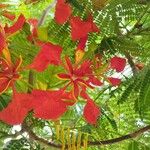 Delonix regia Цветок