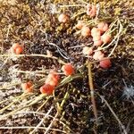 Ephedra distachya Gyümölcs