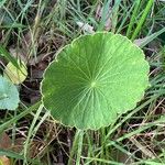 Hydrocotyle bonariensis Leaf