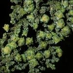 Fitzroya cupressoides Yeri