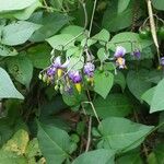 Solanum dulcamaraBlomma