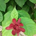 Calycanthus floridus Fleur