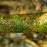 Macaranga angolensis Casca