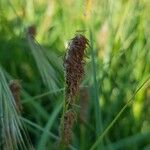 Carex hirta Цвят