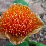 Scadoxus puniceus Lorea