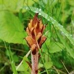 Orobanche flava Flor