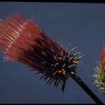 Cirsium andersonii Flor